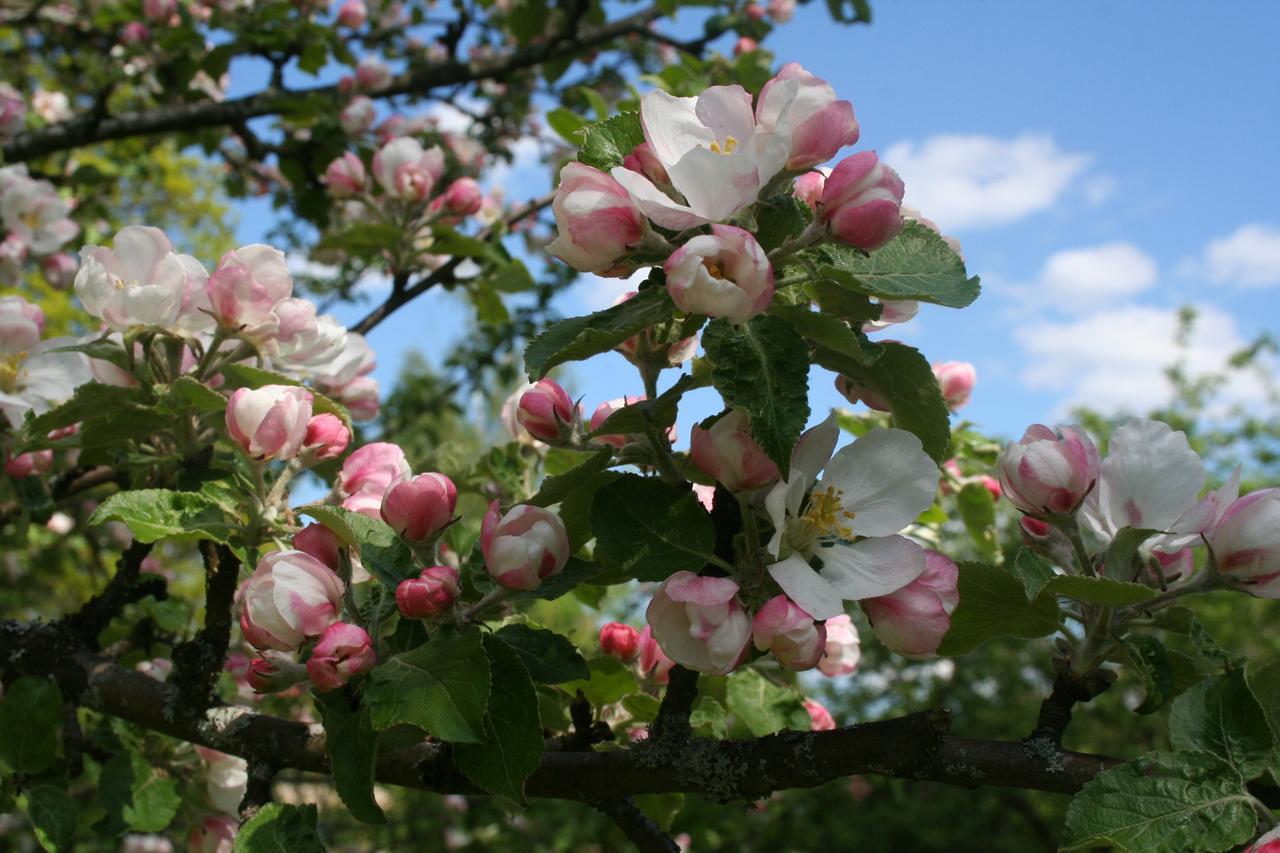 Gaestrum Gnottnehult Osterbymo Luaran gambar