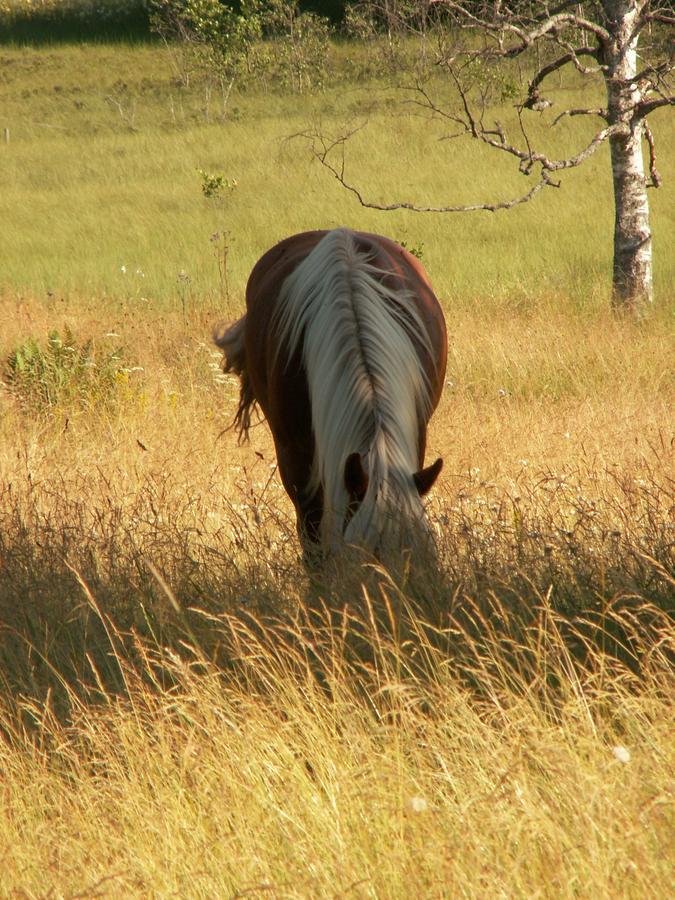 Gaestrum Gnottnehult Osterbymo Luaran gambar