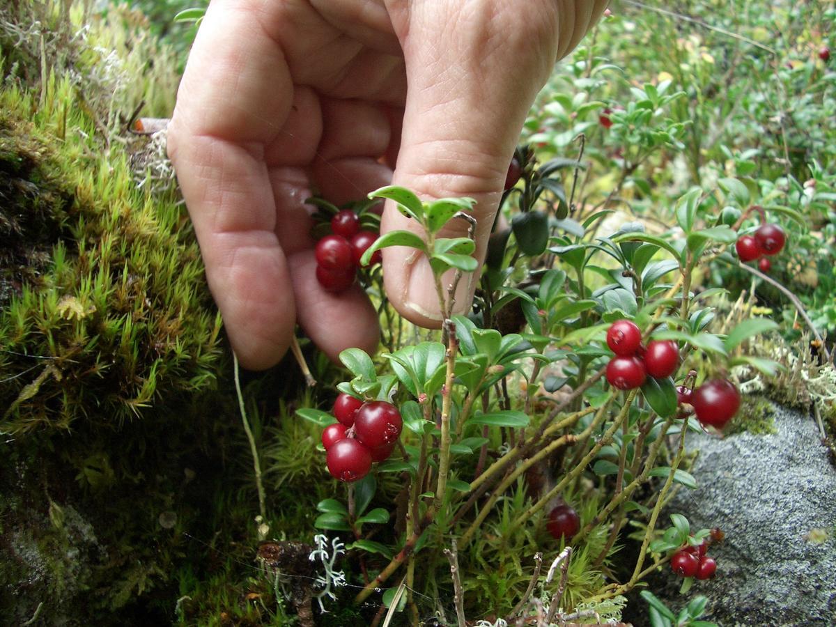 Gaestrum Gnottnehult Osterbymo Luaran gambar